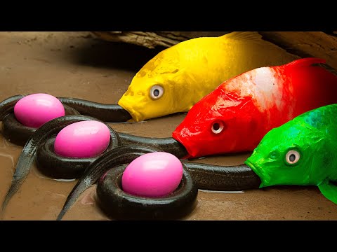 Colorful Koi Swallowing Eels, Red Eggs, Lego Cars And Delicious Jelly Candy 💕 Stop Motion ASMR Coco