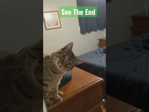 Cute Cat Seeing#shorts #shortvideo #youtubeshorts #parrot #cat #dog
