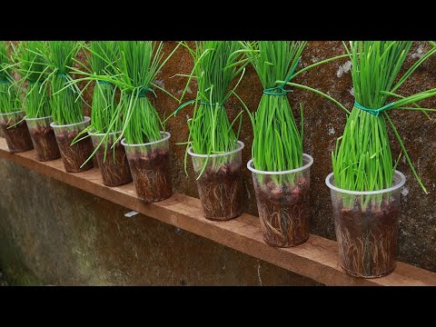 You will be surprised with how to grow green onions in plastic cups without using soil