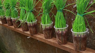 You will be surprised with how to grow green onions in plastic cups without using soil