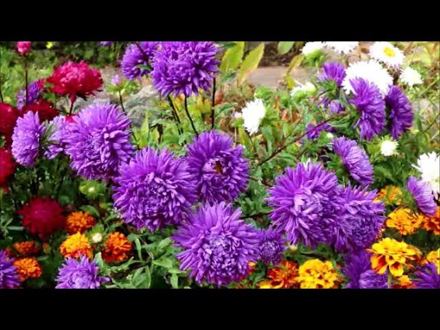 Video Pronunciation of Aster in English