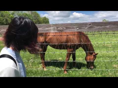 名馬グラスワンダー（食欲旺盛）とウマ娘グラスワンダー 役 前田玲奈　奇跡の初対面！挨拶動画