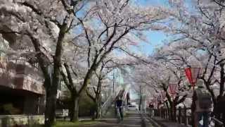 preview picture of video '桜通勤 Commuting in Cherry Blossoms'