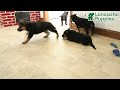 German Shepherd dogs for sale: Unice - Video 1