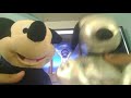 Mickey Mouse And Snoopy GoNoodle Hokey Pokey