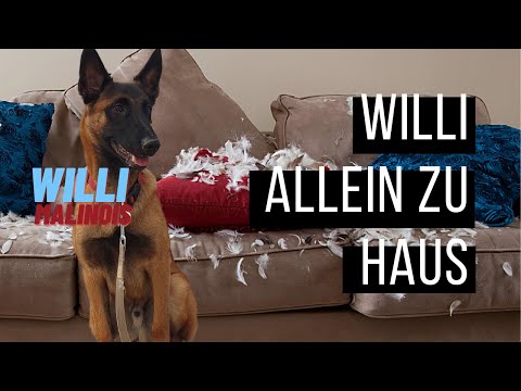 Willi (Malinois) home alone... or... Dog destroys apartment when left alone - 5 tips