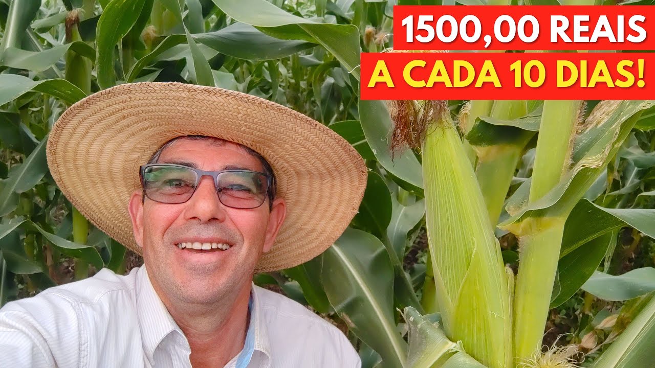 Como LUCRAR 1500,00 a Cada 10 Dias com MILHO VERDE Iniciando do Zero!