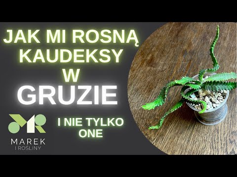 How my caudexes grow in the rubble (homemade Lechuza PON) and not only them + unboxing hoi