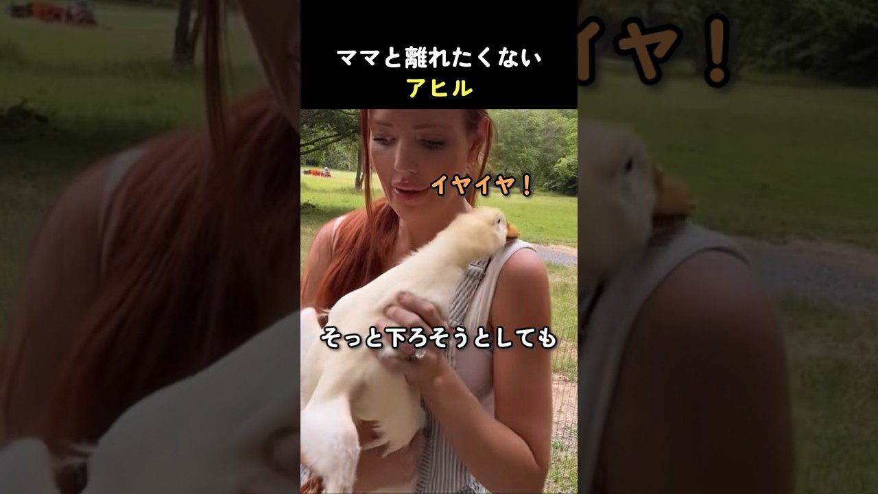 ママと離れたくないアヒル
