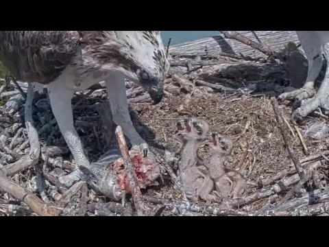 Captiva Osprey Cam | Big fish in lunch, Record breaking feed by Lena | 22.02.2022