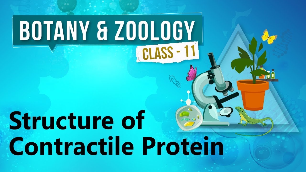 Structure of Contractile Protein - Human Skeleton & Locomotion - Biology Class 11