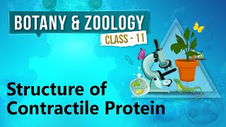 Structure of Contractile Protein - Human Skeleton & Locomotion - Biology Class 11