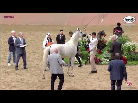 N 307 ANDALUSIYA   Doha International Arabian Horse Show 2023   Mares 7 10 Years Old Class 8A