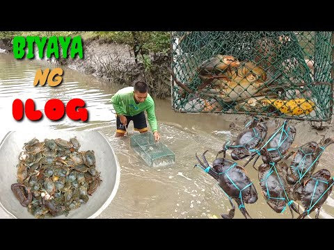 CATCHING MUD CRAB FROM HIGH TIDE TO LOW TIDE - A TRAP TO RIVER