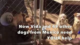 Help us save 50 dogs by March 23rd!