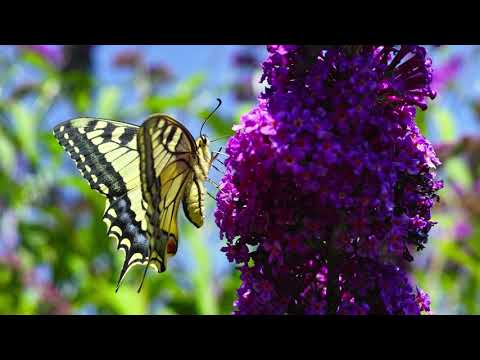 Impressionen Leinetal / Alfeld HD