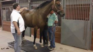 THEraPlate- Lori's mare using the THEraPlate for the first time, Part 2