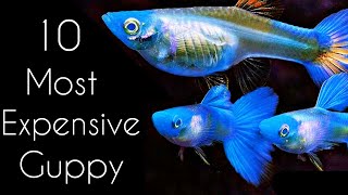 10 Most EXOTIC Beautiful Guppy Ever in 2021🏅🔥| Beautiful Guppy |Fish keeping tips|