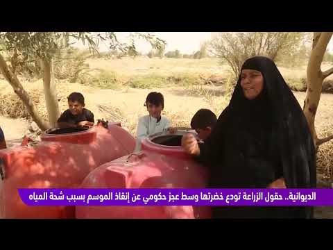 فيديو | الديوانية.. حقول الزراعة تودع خضرتها وسط عجز حكومي عن إنقاذ الموسم بسبب شح المياه