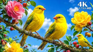 🐦 Immerse Yourself in Forest Birdsong | Nature Ambience for Study, Reading & Deep Sleep