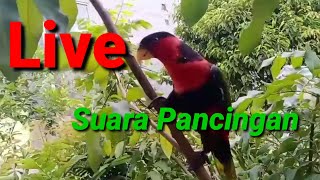 Download lagu Live//Pancingan Burung Nuri kepala Hitam mp3