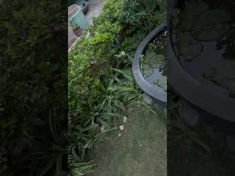 iOS Rapid Security Response 16.4.1 (a) on iPhone SE 3