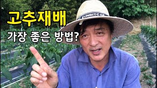 고추재배 가장 좋은 방법을 찾고 계신다면?