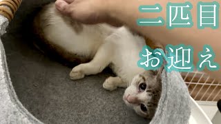 新たに二匹目の保護猫お迎え！