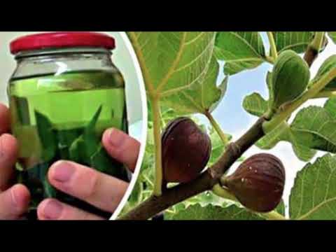 Çaji me gjethe fiku shëron 10 sëmundje