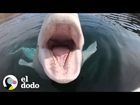 Friendly whale won't leave until petted | The Dodo