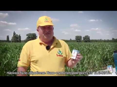 5 Елемент Обробка кукурудзи