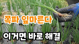 쪽파 잎이 마르는 이유? 이거로 바로 해결  굵고 튼튼하게 자란다