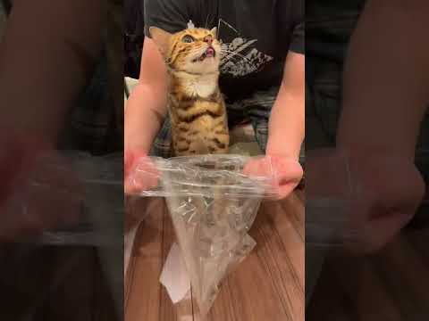 Eine Katze schaut in ihren Napf