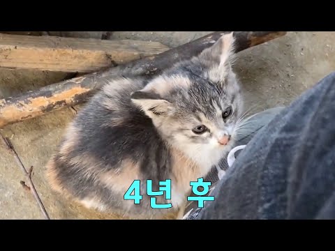 4년 후 고양이는 어떻게 변했을까