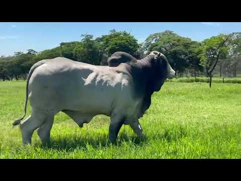 TOURO NELORE - IBURA DA GUARITA - GUA A2110