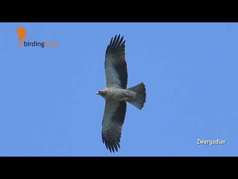 Greifvogelzug an der Straße von Gibraltar