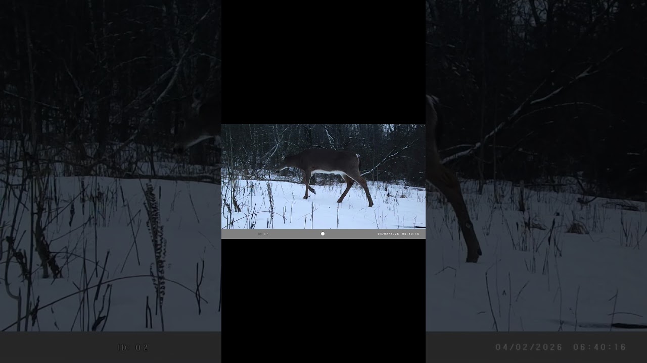 All I Can Say is WildLife