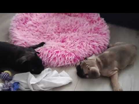 Francuski buldog video thumbnail