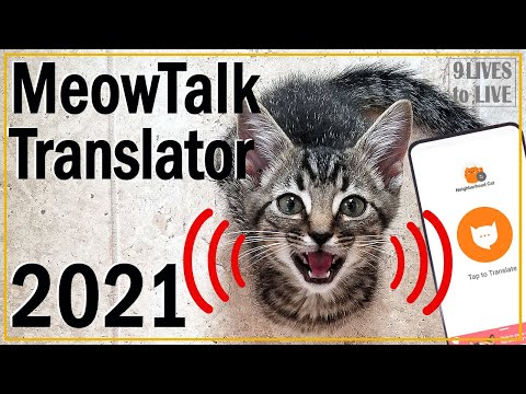 What Is My Cat Saying?: 2021 Meowtalk Cat Translator Review - YouTube