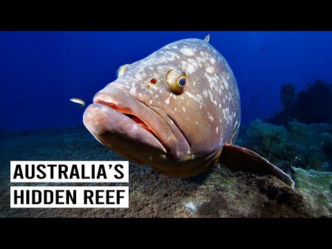 Ningaloo Reef's Unique Wildlife Hiding in Plain Sight
