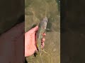 Video Thumbnail for Catch & Release  Walleye  #short #fishing #catchandrelease #subscribe #shorts
