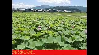 preview picture of video '藤原宮跡の蓮 （奈良県橿原市）Site of Fujiwara Palace in Kashihara city nara japan'
