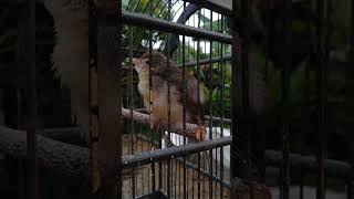 Download lagu Ciri Ciblek Gunung anakan Jantan Wajib Bisa Ngriwik mp3 Download lagu Ciri Ciblek Gunung anakan Jantan Wajib Bisa Ngriwik mp3