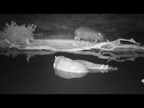 Djuma: Hippos-third one starts to come, then runs-other two interact more-Pt:1 - 22:53 - 10/01/19