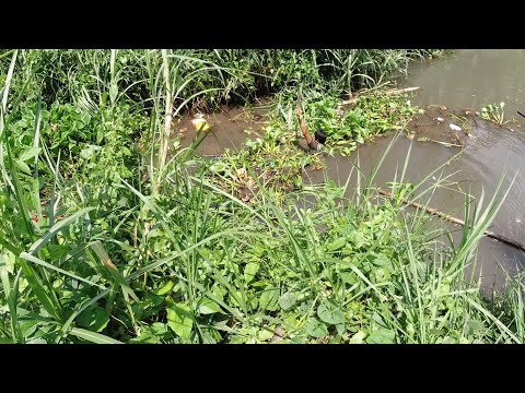 SE03EP165 - NAG HALWAT ng WATER LILY PARA SA MAMAW | Brgy. Santisimo Rosario, San pablo City, Laguna