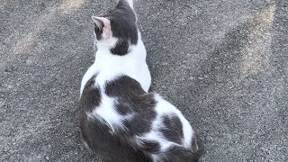 猫と戯れてるだけの動画！10分くらいでやめるかな？