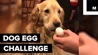 Dog egg challenge