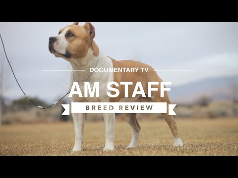 AMERICAN STAFFORDSHIRE TERRIER BREED REVIEW