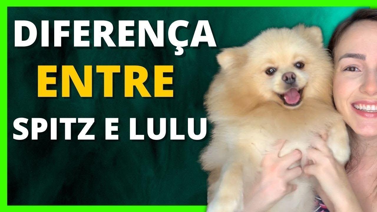 Watch Now Qual a Diferença entre Spitz e Lulu (ATUALIZADO) Qual a Diferença entre Spitz e Lulu (ATUALIZADO)