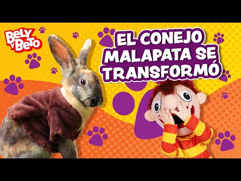 El Conejo Malapata se Transformó - Bely y Beto